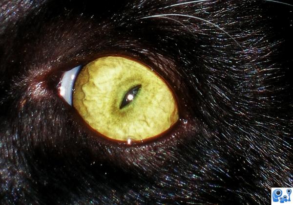Scarey eyed cat!